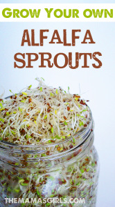 Grow-your-own-Alfalfa-Sprouts