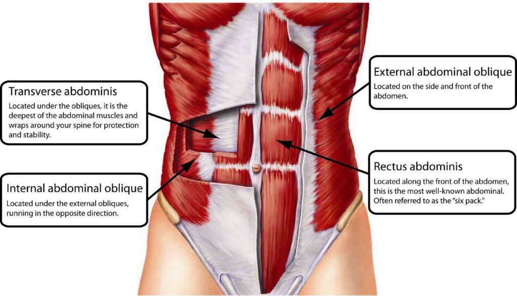 ab muscles