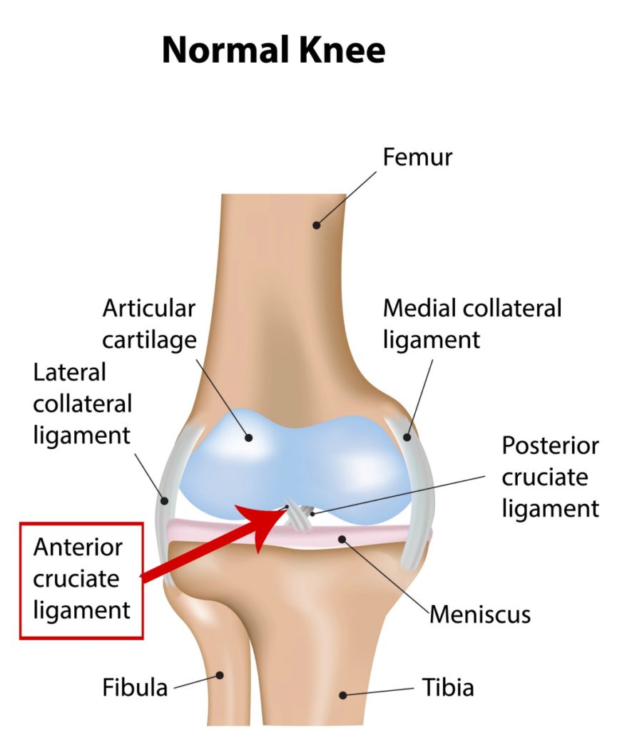 where is the acl in the knee